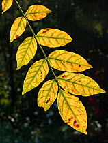 Autumn leaf of Chinese wisteria (Wisteria sinensis), Umbria, Italy. October.