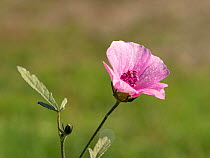 Palm-leaf marshmallow (Althaea cannabina) in flower, Tuscany, Italy. October.