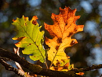 Autumn Downy oak (Quercus pubescens) leaves, Tuscany, Italy. October.