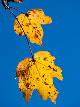 Autumn Field maple (Acer campestre) leaves, Umbria, Italy. November.