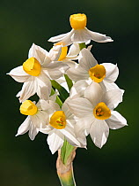 Bunch-flowered narcissus (Narcissus tazetta) flower head, growing  on limestone, Umbria, Italy. February.