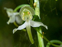 Greater butterfly-orchid (Platanthera chlorantha) in flower, Umbria, Italy. May.