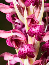 Scented bug orchid (Anacamptis fragrans), Umbria. Italy. May.