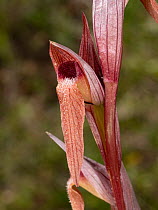 Long-lipped orchid (Serapias vomeracea) in flower, Umbria, Italy. May.