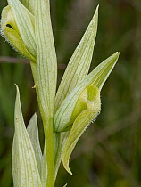 Long-lipped orchid (Serapias vomeracea) with apochromic flowers lacking colour due to anthocyanins, Umbria, Italy. May.