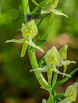 Greater butterfly-orchid (Platanthera chlorantha) in flower, Umbria, Italy. May.