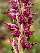 Scented bug orchid (Anacamptis fragrans) flower head, Umbria, Italy. May.