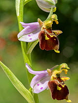 Apennine Late spider-orchid (Ophrys fuciflora dinarica) flower, Sibillini, Umbria, Italy. June.
