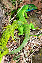 Two European green lizards (Lacerta viridis) resting on ground, close to each other, Umbria, Italy. May.