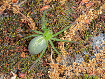 Green huntsman spider (Micrommata virescens) walking across moss, Umbria, Italy. June.