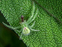 Cactus spider (Heriaeus hirtus) eating ant as kill on leaf, Umbria, Italy. May.