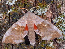 Poplar hawk moth (Laothoe populi) resting on tree trunk, Umbria, Italy. May.