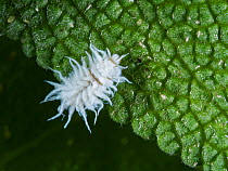 Citrus mealybugs (Planococcus sp.) resting on leaf, Umbria, Italy. May.