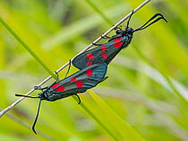 Mating pair of Six-spot burnet moth (Zygaena filipendulae) on grass blade, Umbria, Italy. July.