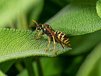 Paper wasps (Polistes dominula) resting on leaf, Umbria, Italy. June.