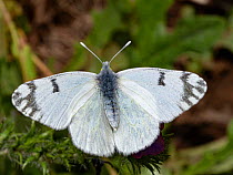 Eastern dappled white butterfly (Euchloe ausoniae) resting on thistle, Umbria, Italy. May.