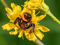 Napoleon spider (Synema globosum) sitting and waiting on yellow flower, Umbria, Italy. May.