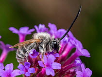 Male Long-horned bee (Eucera longicornis) feeding on purple flowers, Umbria, Italy. June.