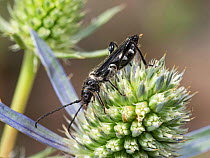Female Longhorn beetle (Stenopterus ater) feeding on thistle flower head, Umbria, Italy. July.