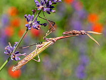 Conehead mantis (Empusa pennata) resting on flowering lavender, Umbria, Italy. June.