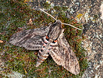 Convolvulus hawk moth (Agrius convolvuli) camouflaged against tree trunk, Umbria, Italy. June.