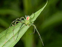 Cactus spider (Heriaeus hirtus) resting on leaf, Umbria, Italy. June.