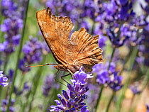 Southern comma butterfly (Polygonia egea) feeding on flowering lavender, Umbria, Italy. June.