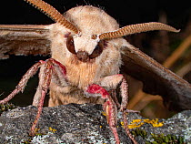 Close up of Oak hawk moth (Marumba quercus) head, caught using a MV light trap, Umbria, Italy. July.