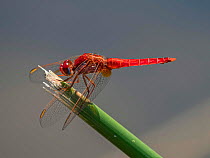 Male Common scarlet-darter (Crocothemis erythraea) resting reed stem, Umbria, Italy. July.