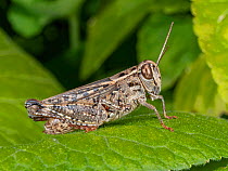 Sub-adult Egyptian tree locust (Anacridium aegyptium) resting on leaf in garden, Umbria, Italy. July.