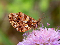 Shepherd's fritillary butterfly (Boloria pales), Apennine morph, feeding on flowering scabious, Sibillini, Umbria, Italy. July.