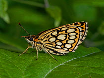 Large checkered skipper butterfly (Heteropterus morpheus) resting on leaf, Sibillini, Umbria, Italy. July.