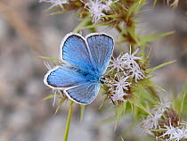 Male Common blue butterfly (Polyommatus icarus) feeding on flowering plant, Umbria. Italy. June.