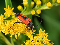 Longhorn beetle (Stenurella bifasciata) feeding on yellow flowers, Umbria, Italy. July.