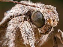 Close up of Oak hawk moth (Marumba quercus) head, caught using a MV light trap, Umbria, Italy. August.