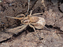 Female Tarantula wolf spider (Lycosa tarantula) carrying her egg sac, containing more than 100 eggs, beneath her abdomen attached to her spinnerets, Lazio, Italy. September.
