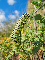 Caterpillar of Common yellow swallowtail butterfly (Papilio machaon) on Common rue (Ruta graveolens) as a foodplant, Umbria, Italy. October.