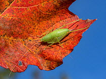 Female Great green bush-cricket (Tettigonia viridissima) nymph, with its ovipositor fully developed but not its wings, resting on leaf, Umbria, Italy. November.