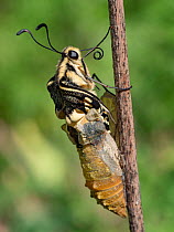 Emergence of Common yellow swallowtail butterfly (Papilio machaon) out of its chrysalis, sequence 3 of 6, Umbria, Italy. May.
