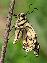 Emergence of Common yellow swallowtail butterfly (Papilio machaon) drying out and stretching its wings, sequence 4 of 6, Umbria, Italy. May.