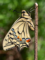 Emergence of Common yellow swallowtail butterfly (Papilio machaon) from chrysalis, drying out on twig, sequence 6 of 6, Umbria, Italy. May.