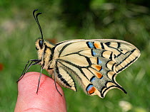 Common yellow swallowtail butterfly (Papilio machaon) resting on human finger, Umbria, Italy. May.