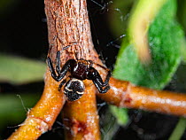 Napoleon spider (Synema globosum) resting on woody stem, Umbria, Italy. May.