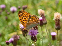 Female Silver-washed fritillary butterfly (Argynnis paphia) feeding on flowering thistle, Umbria, Italy. July.