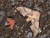 Oak hawk moth (Marumba quercus) with small elephant hawk moth (Deilephila porcellus) resting on tree trunk, caught using a MV light trap, Umbria, Italy. July.