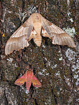 Oak hawk moth (Marumba quercus) with Small elephant hawk moth (Deilephila porcellus) resting on tree trunk, caught using a MV light trap, Umbria, Italy. July.