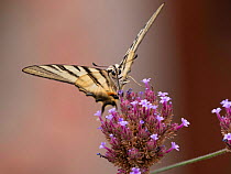 Scarce swallowtail butterfly (Iphiclides podalirius) feeding on small pink flowers, Umbria, Italy. August.