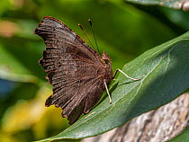 European comma butterfly (Polygonia c-album) resting on leaf, Umrbia, Italy. November.