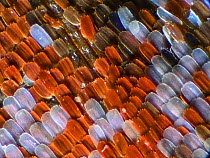 Eye scales of Peacock butterfly (Nymphalis io) captured under low power on a mciroscope and stacked. March.