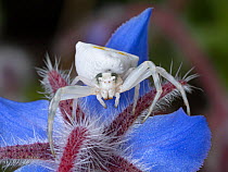 Female Pink crab spider (Thomisus onustus) sit on back of blue flower waiting to grasp unwary pollinator, Umbria, Italy. May.